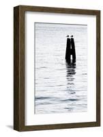 Gulls Couple-ginton-Framed Photographic Print