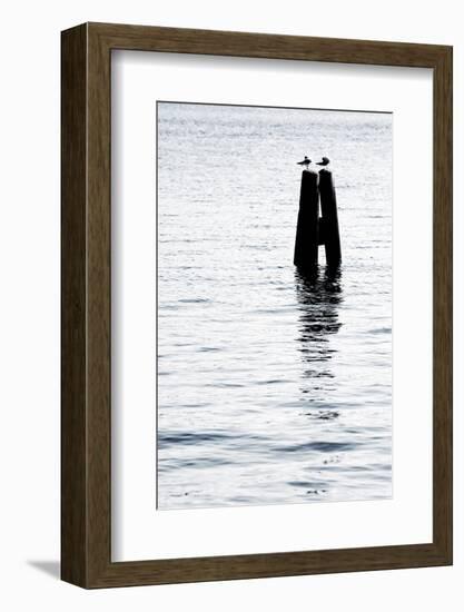 Gulls Couple-ginton-Framed Photographic Print