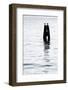 Gulls Couple-ginton-Framed Photographic Print
