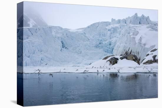 Gulls Fly Up in Front of Glacier, Spitzsergen, Svalbard, Norway, Scandinavia, Europe-Thorsten Milse-Stretched Canvas