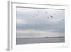 Gulls Flying over the Sea-Torsten Richter-Framed Photographic Print