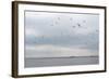 Gulls Flying over the Sea-Torsten Richter-Framed Photographic Print