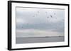 Gulls Flying over the Sea-Torsten Richter-Framed Photographic Print