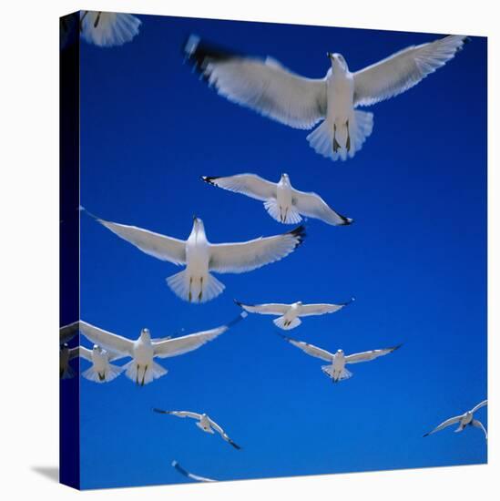 Gulls in Flight-Philip Gendreau-Stretched Canvas