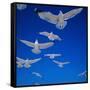 Gulls in Flight-Philip Gendreau-Framed Stretched Canvas