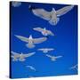 Gulls in Flight-Philip Gendreau-Stretched Canvas