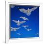 Gulls in Flight-Philip Gendreau-Framed Photographic Print