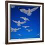 Gulls in Flight-Philip Gendreau-Framed Photographic Print