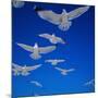 Gulls in Flight-Philip Gendreau-Mounted Photographic Print