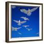 Gulls in Flight-Philip Gendreau-Framed Photographic Print