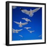 Gulls in Flight-Philip Gendreau-Framed Photographic Print