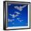 Gulls in Flight-Philip Gendreau-Framed Photographic Print