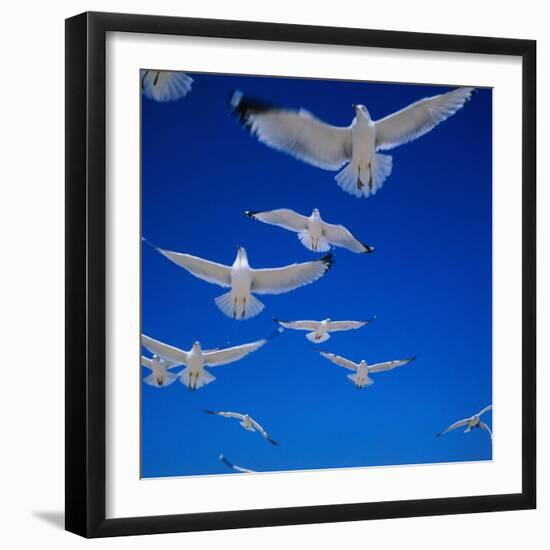 Gulls in Flight-Philip Gendreau-Framed Photographic Print