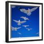 Gulls in Flight-Philip Gendreau-Framed Photographic Print