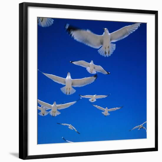 Gulls in Flight-Philip Gendreau-Framed Photographic Print