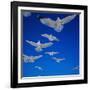 Gulls in Flight-Philip Gendreau-Framed Photographic Print