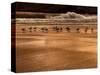 Gulls On Kiwanda Golden Shore-Steven Maxx-Stretched Canvas