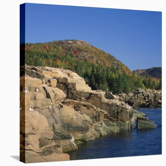 Gulls on Rocks Along the Coastline, in the Acadia National Park, Maine, New England, USA-Roy Rainford-Stretched Canvas