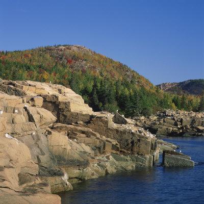 https://imgc.allpostersimages.com/img/posters/gulls-on-rocks-along-the-coastline-in-the-acadia-national-park-maine-new-england-usa_u-L-P6KYLY0.jpg?artPerspective=n