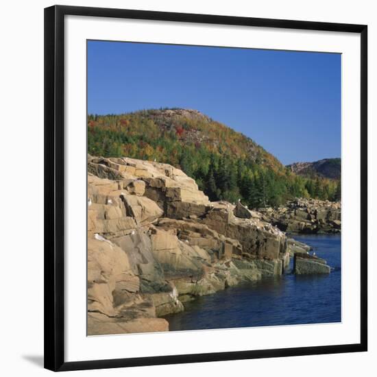 Gulls on Rocks Along the Coastline, in the Acadia National Park, Maine, New England, USA-Roy Rainford-Framed Photographic Print