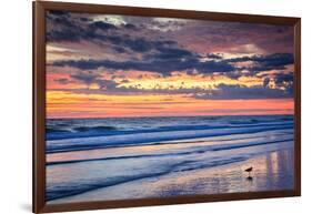 Gulls on the Shore II-Alan Hausenflock-Framed Photo