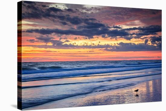 Gulls on the Shore II-Alan Hausenflock-Stretched Canvas