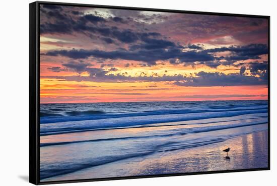 Gulls on the Shore II-Alan Hausenflock-Framed Stretched Canvas