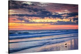 Gulls on the Shore II-Alan Hausenflock-Stretched Canvas