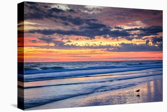 Gulls on the Shore II-Alan Hausenflock-Stretched Canvas