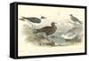 Gulls & Terns-J. Stewart-Framed Stretched Canvas