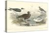 Gulls & Terns-J. Stewart-Stretched Canvas