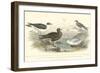 Gulls & Terns-J. Stewart-Framed Art Print