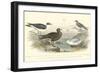 Gulls & Terns-J. Stewart-Framed Art Print