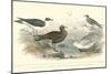 Gulls & Terns-J. Stewart-Mounted Art Print