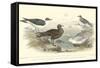 Gulls & Terns-J. Stewart-Framed Stretched Canvas
