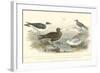 Gulls & Terns-J. Stewart-Framed Art Print