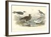 Gulls & Terns-J. Stewart-Framed Art Print