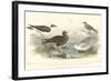 Gulls & Terns-J. Stewart-Framed Art Print