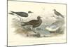 Gulls & Terns-J. Stewart-Mounted Art Print
