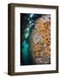 Gully Lined with the Coral Dead Man's Fingers (Alcyonium Digitatum) Beneath Kelp, Moray Firth, UK-Alex Mustard-Framed Photographic Print