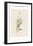 Gum Leaves-Urban Epiphany-Framed Art Print