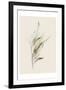 Gum Leaves-Urban Epiphany-Framed Art Print