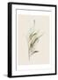 Gum Leaves-Urban Epiphany-Framed Art Print