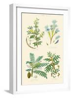 Gum Plants. Gum Arabic, Tragacanth, Olibanum, Mastic-William Rhind-Framed Art Print