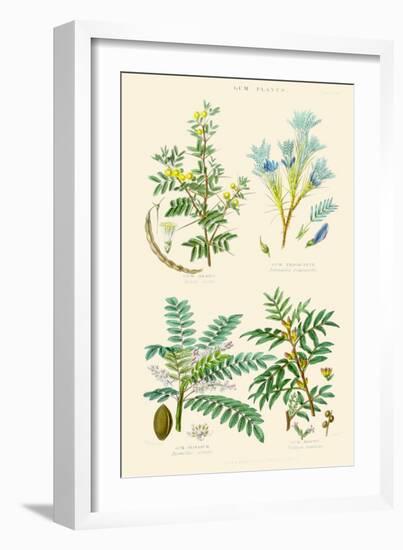 Gum Plants. Gum Arabic, Tragacanth, Olibanum, Mastic-William Rhind-Framed Art Print