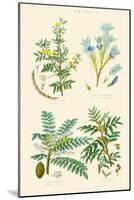 Gum Plants. Gum Arabic, Tragacanth, Olibanum, Mastic-William Rhind-Mounted Art Print