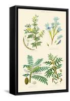 Gum Plants. Gum Arabic, Tragacanth, Olibanum, Mastic-William Rhind-Framed Stretched Canvas