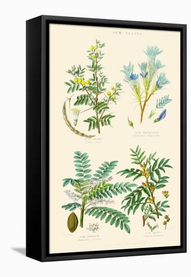 Gum Plants. Gum Arabic, Tragacanth, Olibanum, Mastic-William Rhind-Framed Stretched Canvas