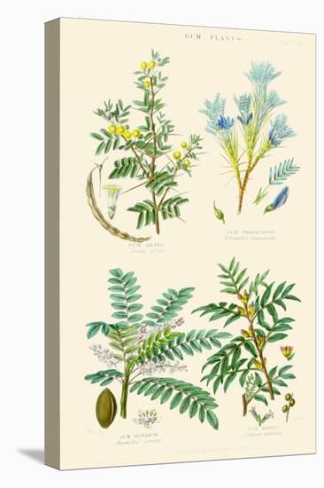 Gum Plants. Gum Arabic, Tragacanth, Olibanum, Mastic-William Rhind-Stretched Canvas