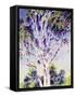 Gum Tree, Australia-Robert Tyndall-Framed Stretched Canvas